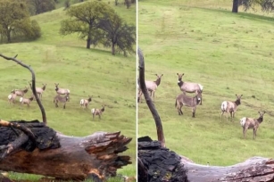 Donkey “Adopted” By Herd Of Elk Believed To Be Beloved Pet Lost Five Years Ago
