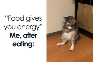 This Facebook Group Shares Top-Quality Cat Memes, And Here Are The 54 Best Ones (New Pics)