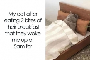 50 Of The Best Memes Featuring Cats