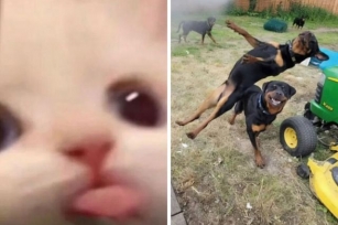 80 Times Animals Acted So Hilariously Goblin-Like, They Ended Up Online