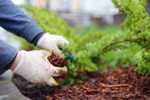 Layered Soil Gardening: A Sustainable Way to Garden