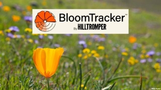 Silicon Valley Hilltromper Launches BloomTracker Interactive Resource To Help People Find Local Wildflowers