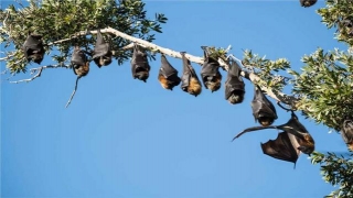 North Sydney Council Offers Free Shuttle Bus For Residents To Count Bats At Centennial Park.
