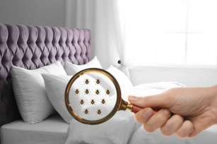 How To Get Rid Of Bed Bugs In Homes?