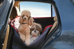 Back Seat Covers For Dogs – Protecting Your Car And Ensuring A Comfortable Ride