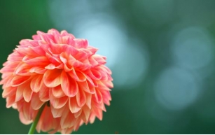 Dazzling Dahlias: Tips for Growing Colorful Dahlia Pinnata Varieties