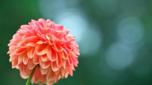 Dazzling Dahlias: Tips For Growing Colorful Dahlia Pinnata Varieties