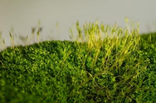 Unveiling The Beauty Of Planters With Moss