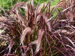 Embrace The Beauty Of Red Fountain Grass