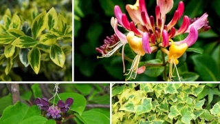 Jakie Pnącza Zimozielone Warto Posadzić W Ogrodzie? 5 Roślin Na Altany, Pergole I Ogrodzenia