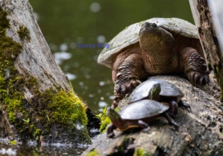 Cracking The Shell: Alligator Snapping Turtle Mystery In Cumbria