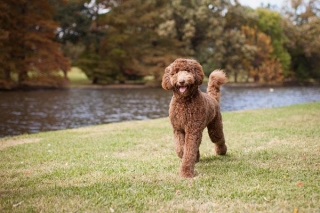 The Ultimate Guide To Labradoodle Dog Breed