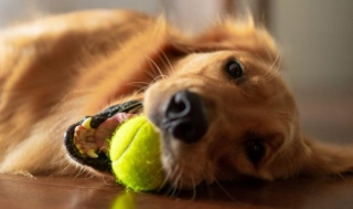 Dog Breeds Prone To Motion Sickness