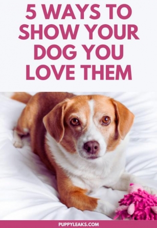 5 Simple Ways To Show Your Dog You Love Them