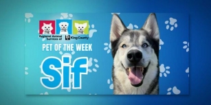 Meet (and Adopt) Sweet And Wiggly ‘Sif,’ RASKC’s Pet Of The Week!