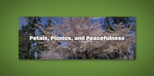 Cherry Blossoms In Bloom: Discovering Hanami In Seattle Southside