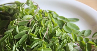 What Are The Health Benefits Of Moringa