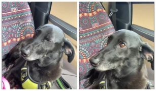 Gospođa Krenula U šoping Sa Ljubimcem, Nije Slutila Da će Se Njen Pas Ovako Ponašati (VIDEO)