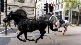 Pomahnitali Konji Britanske Vojske Jurili Centrom Londona I Povredili Nekoliko Ljudi (VIDEO)