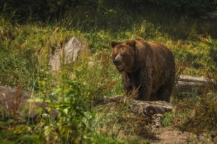 Medved Nepozvan Upao Na Sahranu I Izazvao Haos I Paniku Među Meštanima (VIDEO)