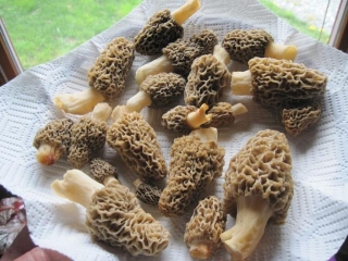 Guchhi Mushrooms: The Expensive Himalayan Treasure