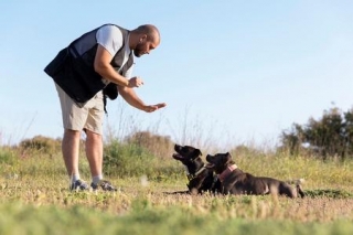 The Role Of Dog Aggression Training In Family Life