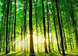 Forests And Innovation: Theme For The International Day Of Forests 2024