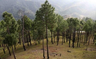 Keep Pine Out Of List Of Protected Trees: Karan Mahara