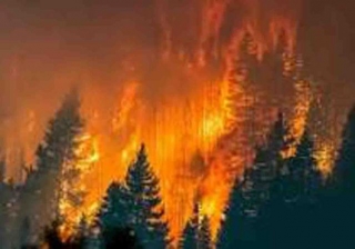 52 Forest Fire Incidents Reported In Single Day