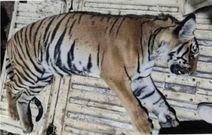 Tigress Suspected Of Killing Man Rescued By Corbett Authorities