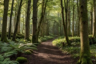 Exploring The Beauty Of Galgorm Wood: A Tranquil Millennium Woodland