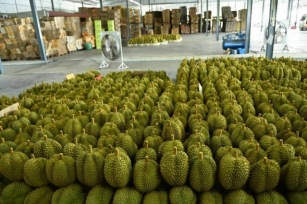 Thailand’s Dominance In Durian Exports To China Under Threat