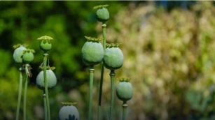 Health Ministry Greenlights Medical Opium And Magic Mushrooms