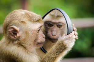 Monkey Mayhem: Lopburi Targets Macaques At Historic Landmarks