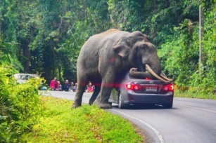 Elephant In The Room: Thailand’s Troubling Trend Of Wild Attacks