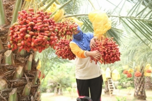Phichit Farmers Boost Income With Organic Date Palms