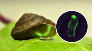 Thailand’s Glow-in-the-dark Snail Steals The Show
