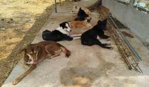 Hot Under The Collar: Lampang’s Stray Dogs Face Sizzling Struggle