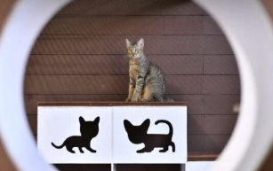Purrfect: Stray cats seek forever homes at Bangkok Expo 2024