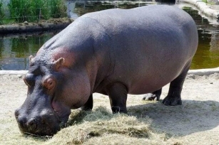 Japan Zoo Gender Mix-up: Male Hippo Turns Out To Be Female