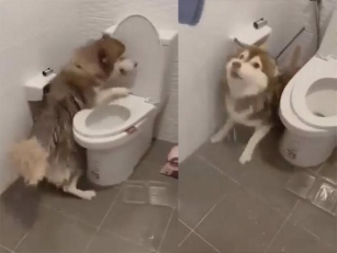 Owner Pours Hot Water On Pregnant Husky For Stealing Food (video)