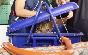 Illegal tiger cub trafficking operation thwarted in Bueng Kan