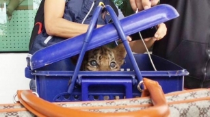 Illegal Tiger Cub Trafficking Operation Thwarted In Bueng Kan