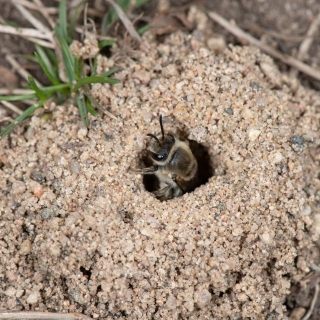 Welcome Home! Discovering More About Bee Nesting Styles