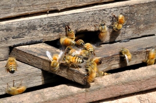 What Is Absconding In Beekeeping?