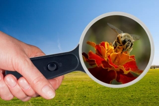 Bees Display Recognition Of Human Faces