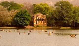Ranthambore Tiger Reserve - A Journey Into The Heart Of The Wild Through Jeep Safari
