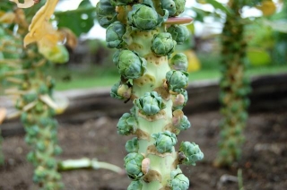 How To Grow Brussel Sprouts: Tips, Tricks, And Secrets For A Bountiful Harvest