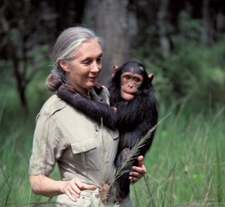 The Extraordinary Life Of Dr. Jane Goodall: Pioneering Research And Conservation Efforts