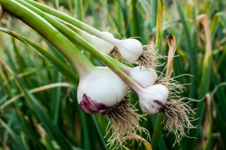 How To Grow Garlic: Tips And Tricks For A Bountiful Harvest